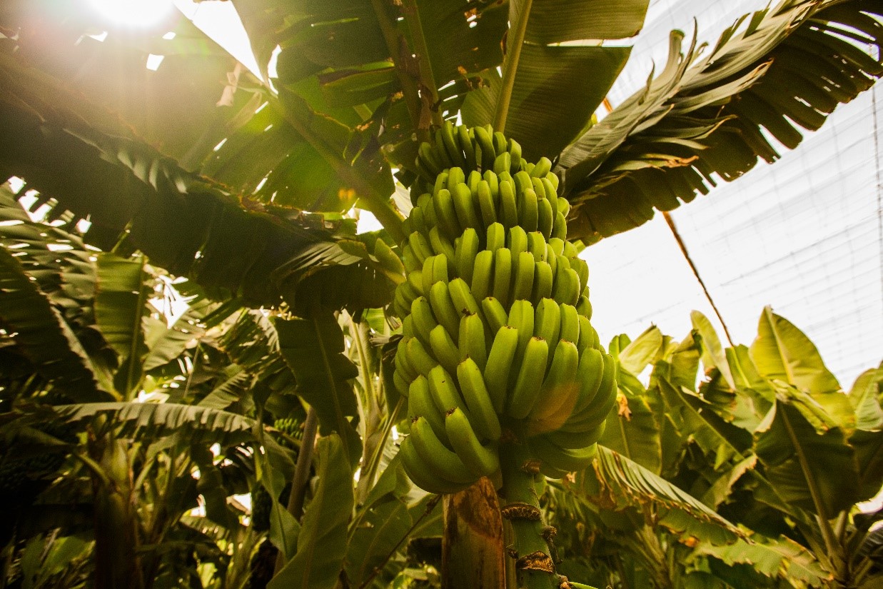 Banana plantation