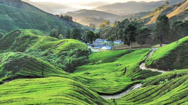 Cameron Highlands 4WD Tour & Flower Farm