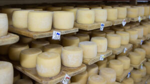 swiss cheese