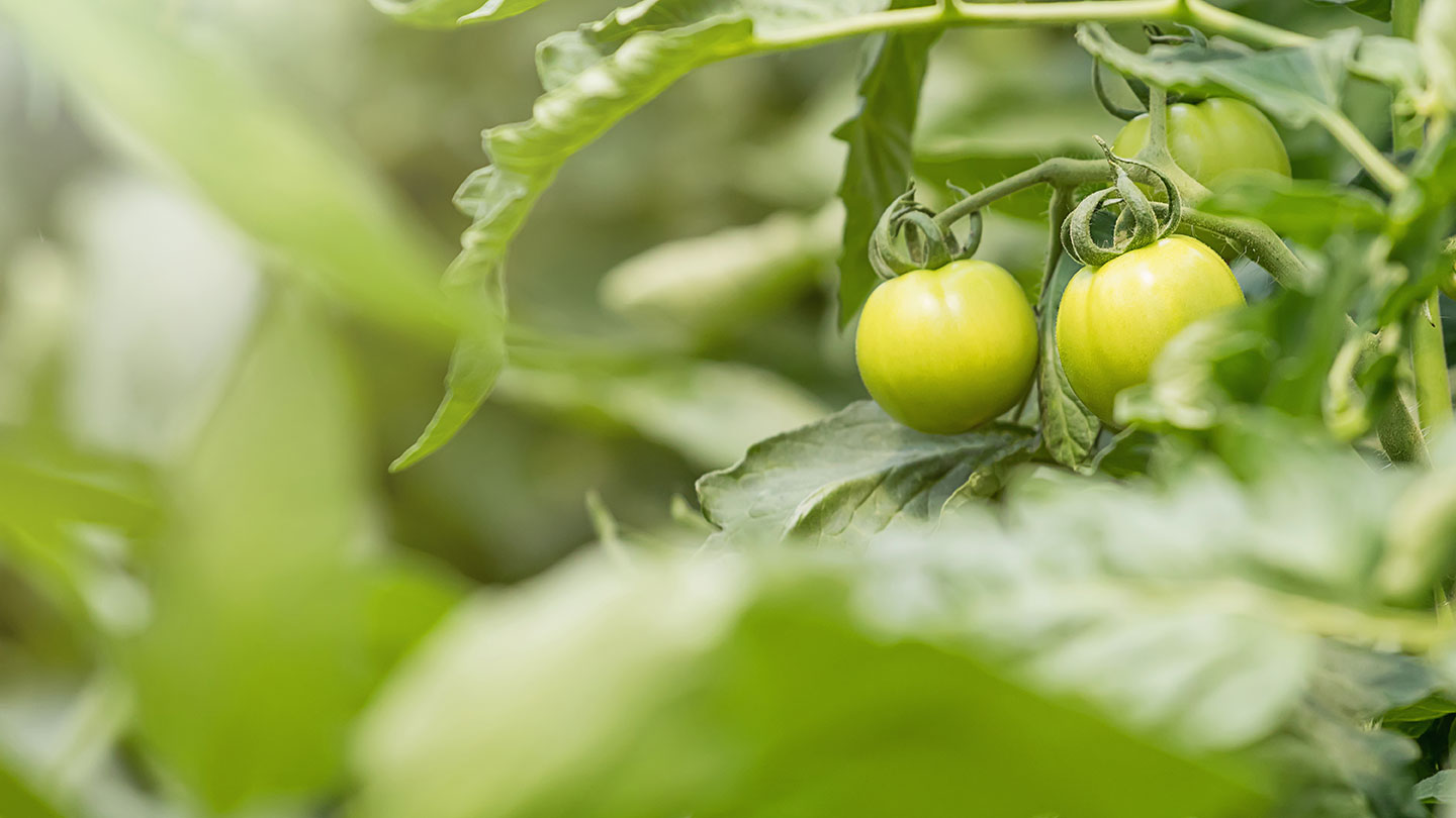 Fridheimar Tomato Greenhouse