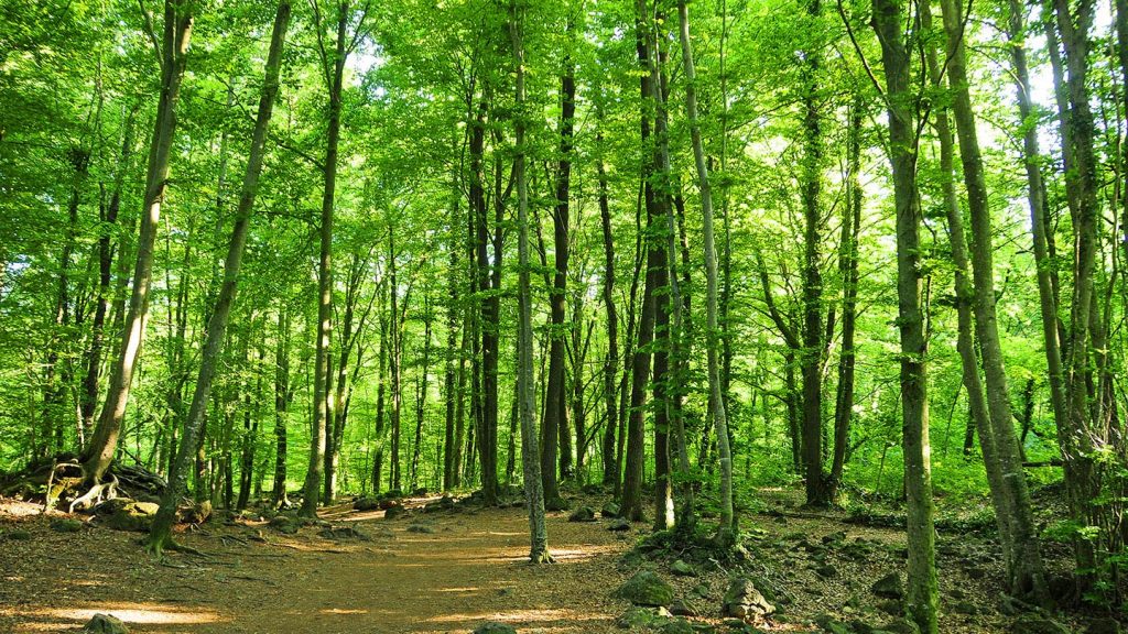 Garrotxa Volcanic Zone