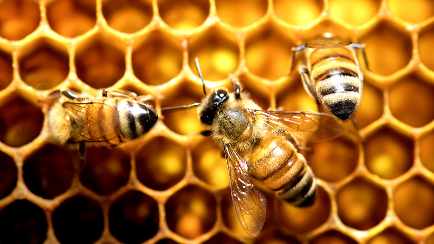 Honey Shop Factory