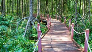 Kuala Sepetang Recreational Forest