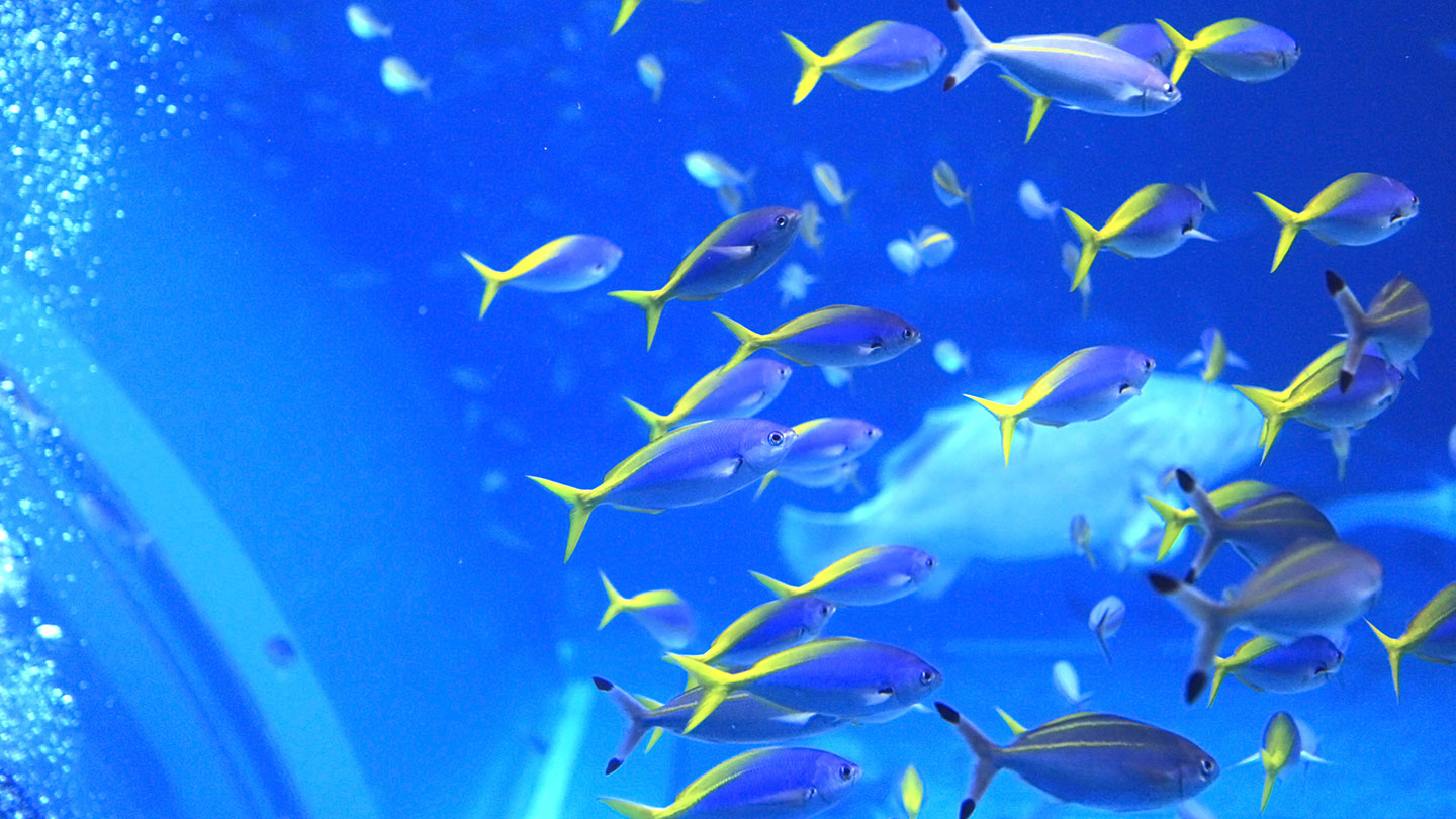 Nausicaa Sea Life Centre