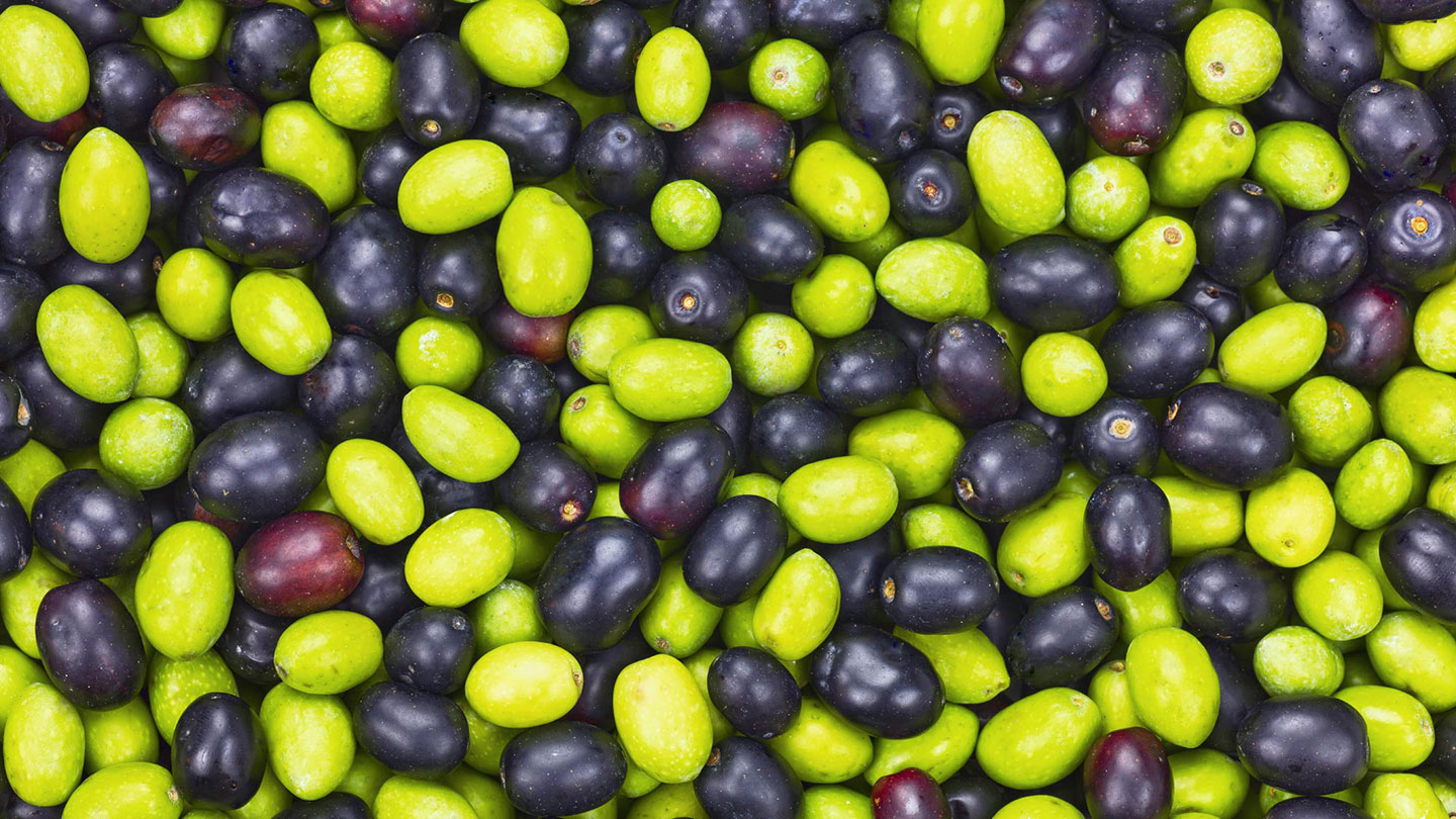 Fresh olives in an Italian oil mill