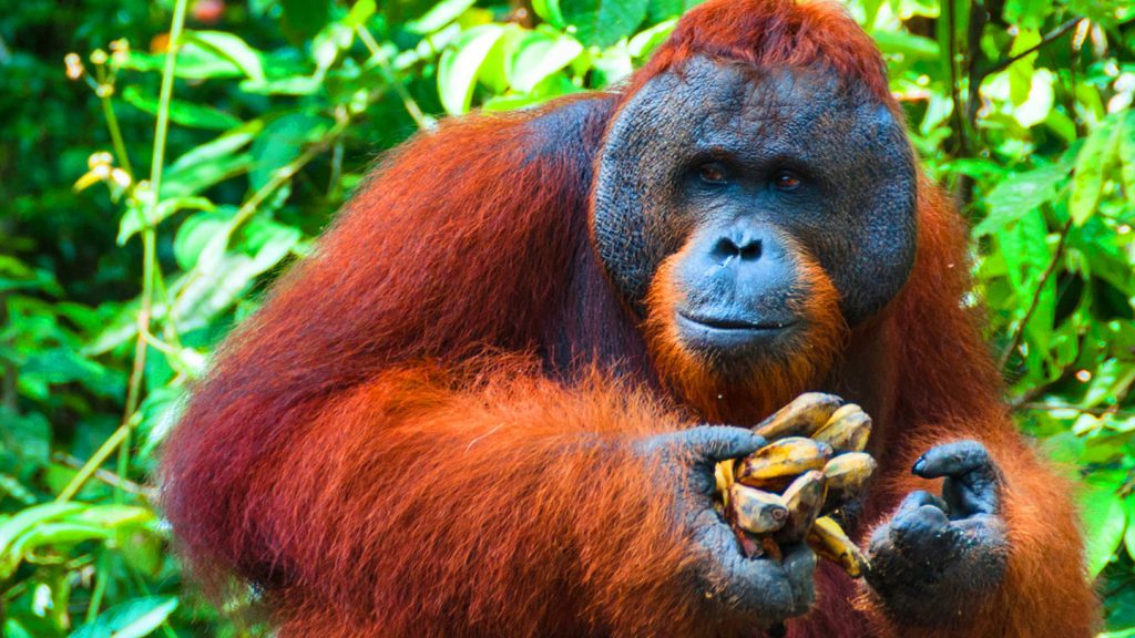 Orang Utan Island Sanctuary & Rehabilitation Centre