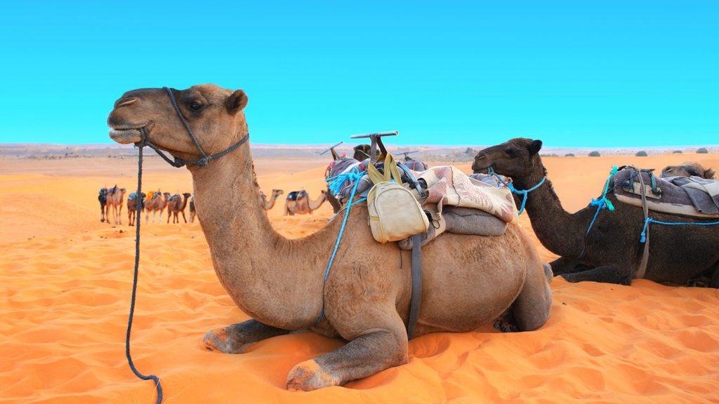 saharah camels