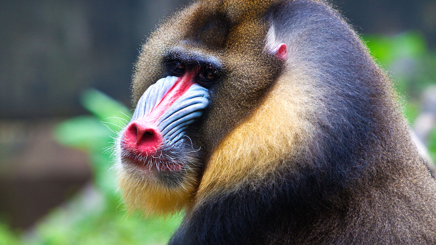 Singapore Zoo