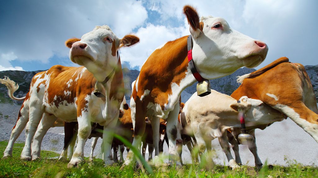 Swiss cows and green pastures with School Geography Trips to Switzerland