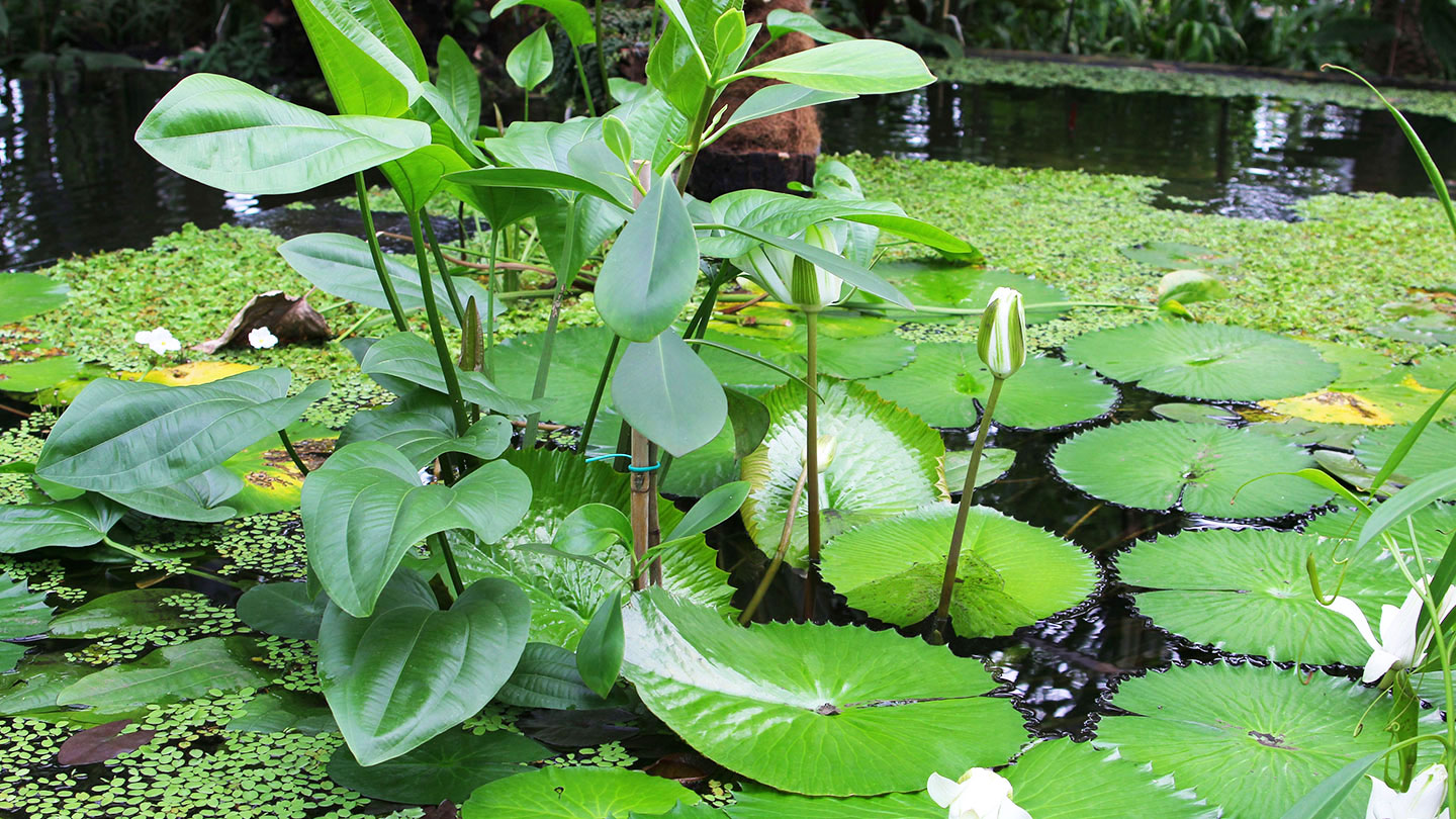 Utrecht Botanical Gardens