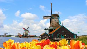 Windmills and Tulips at the Zaanse Schans Museum