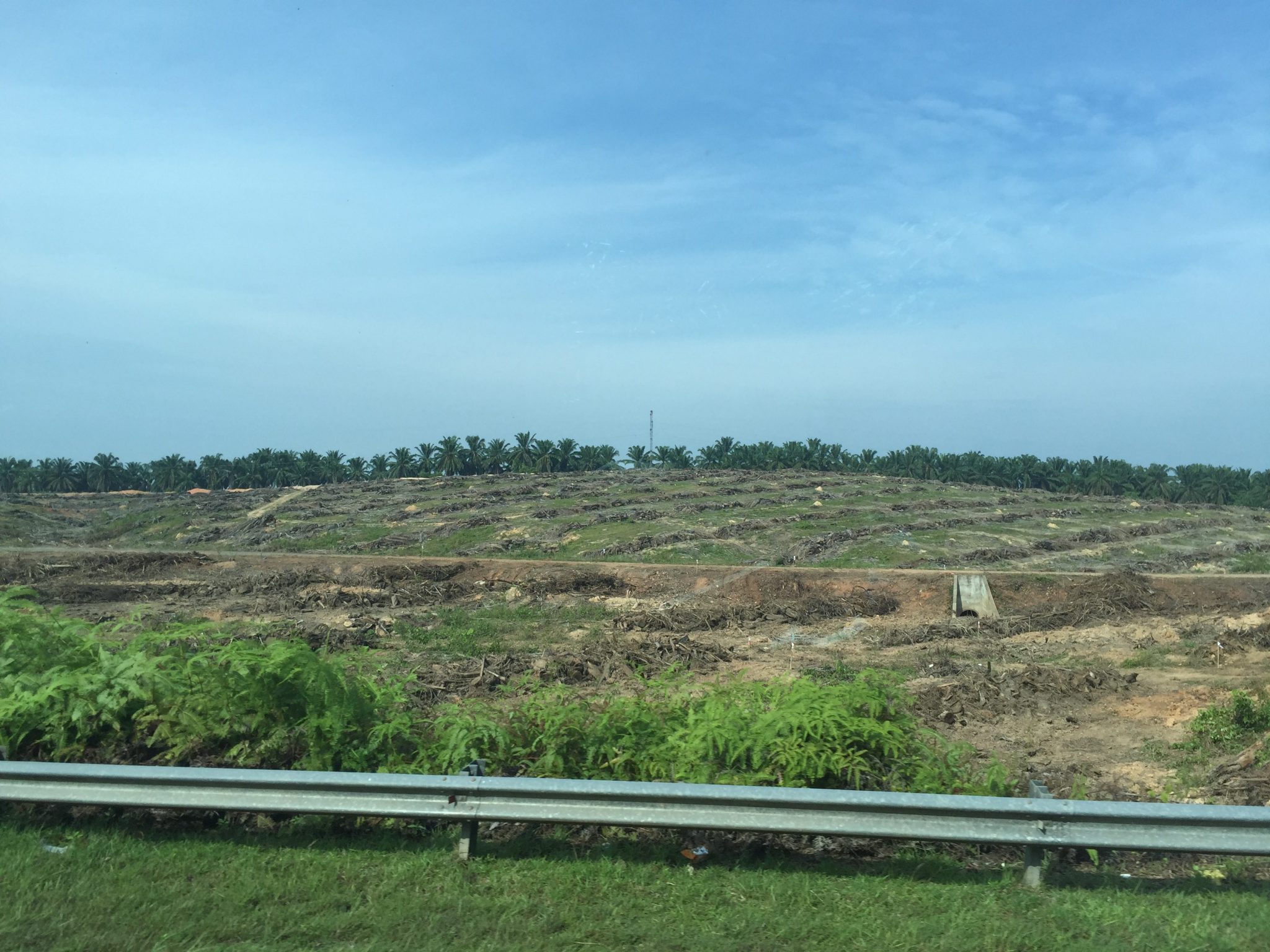 Land clearance with oil palm plantation in the distance