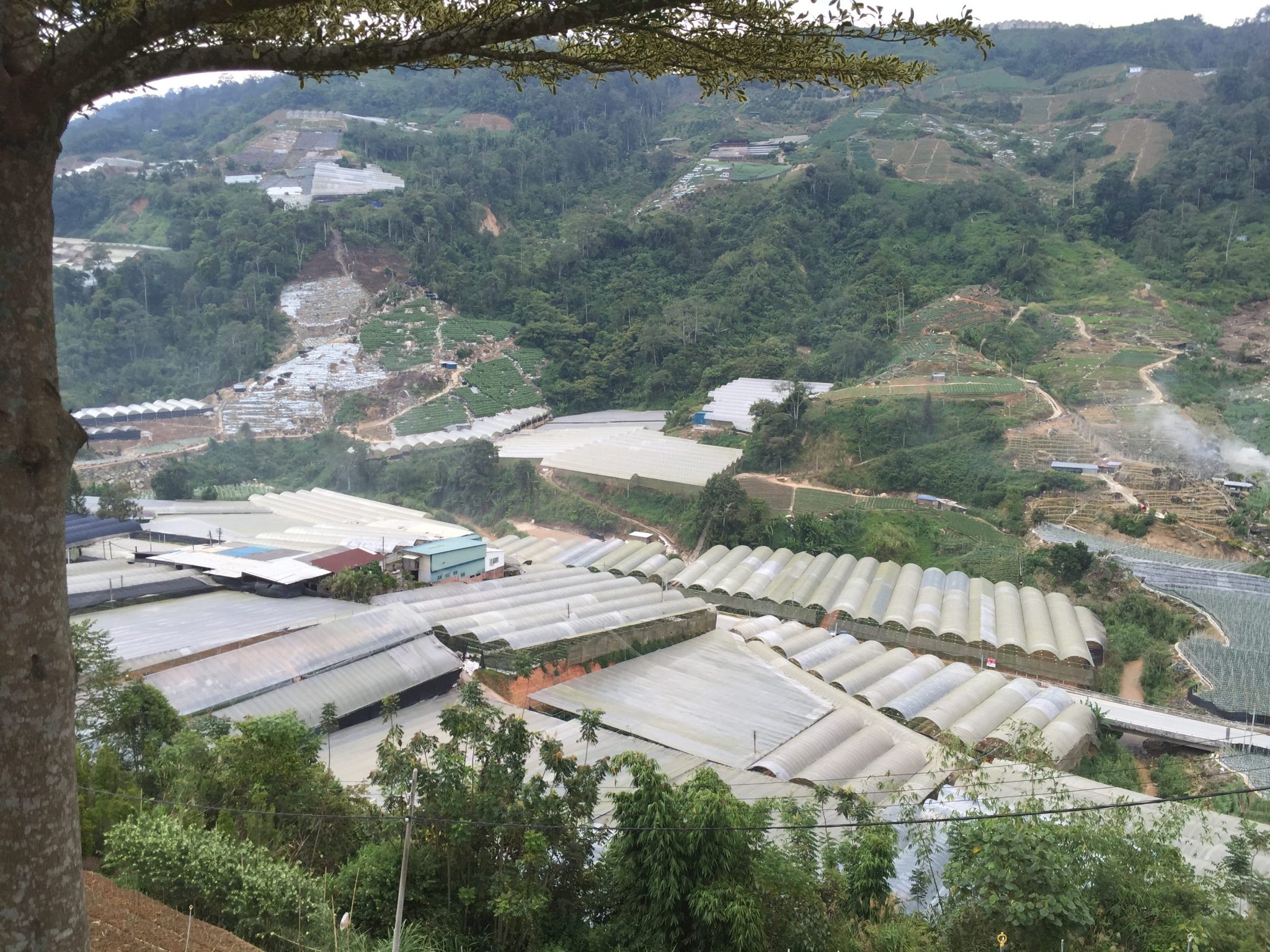 Intensive agriculture - terracing and polytunnels