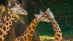 Two giraffes giving each other affection Giraffa camelopardalis rothschildi in the shade one hot day and another watching, Parque Cabarceno, Cantabria, 2013