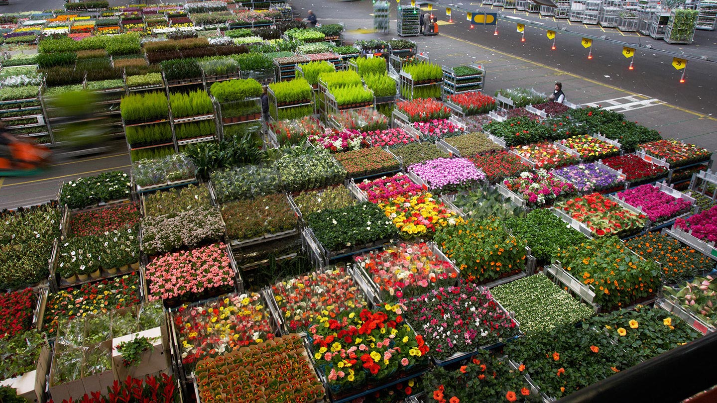 Aalsmeer Flower Auction