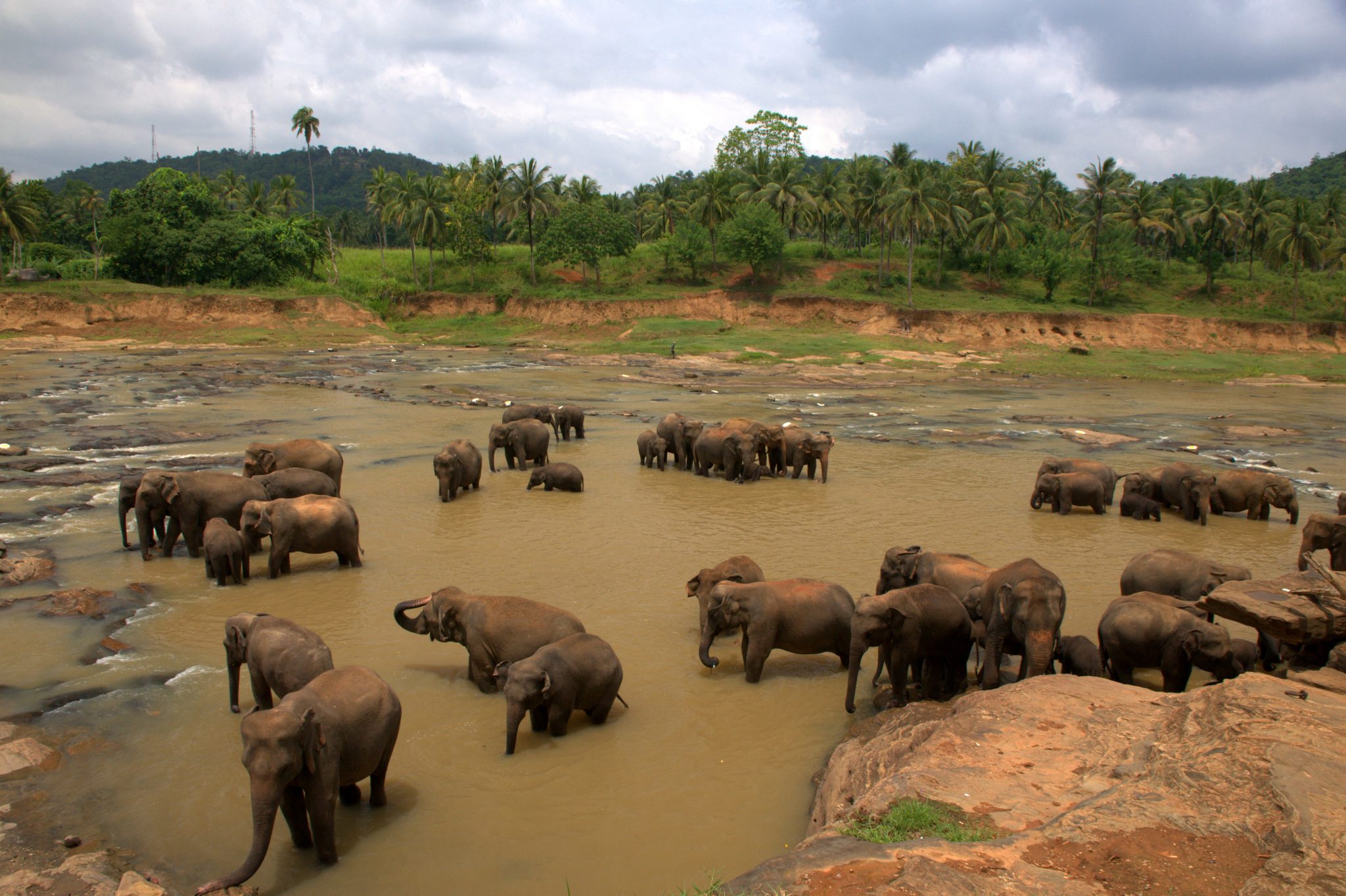 http://www.dreamstime.com/royalty-free-stock-photos-pinnawela-elephant-orphanage-sri-lanka-image21013668