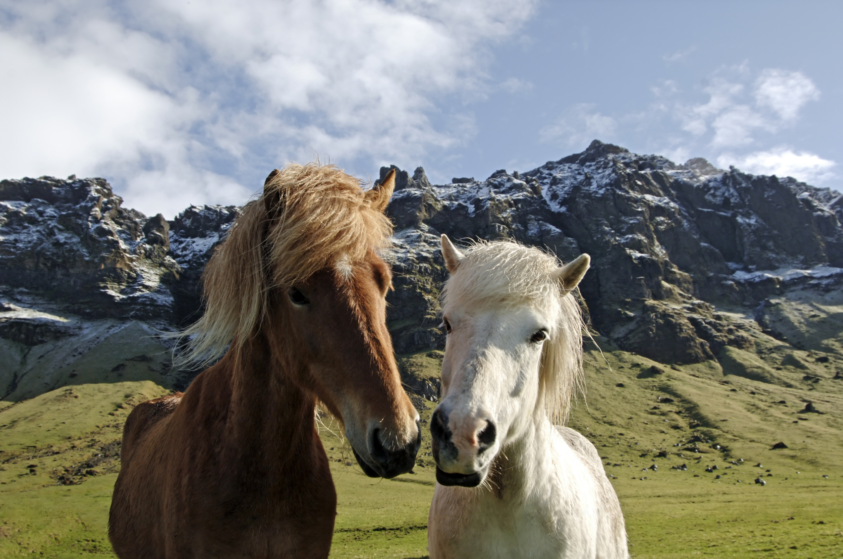 iStock_IC_Horse