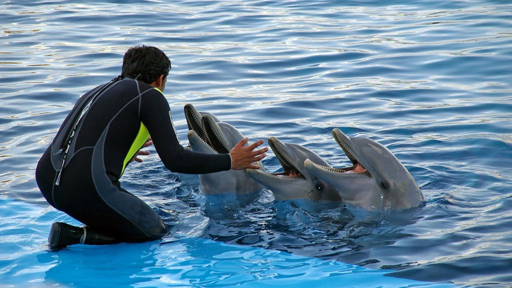 Person training dolphins at Sea World, Orlando