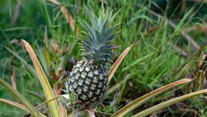 Arruda Pineapple Plantation