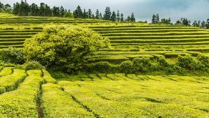 Gorreana Tea Plantation