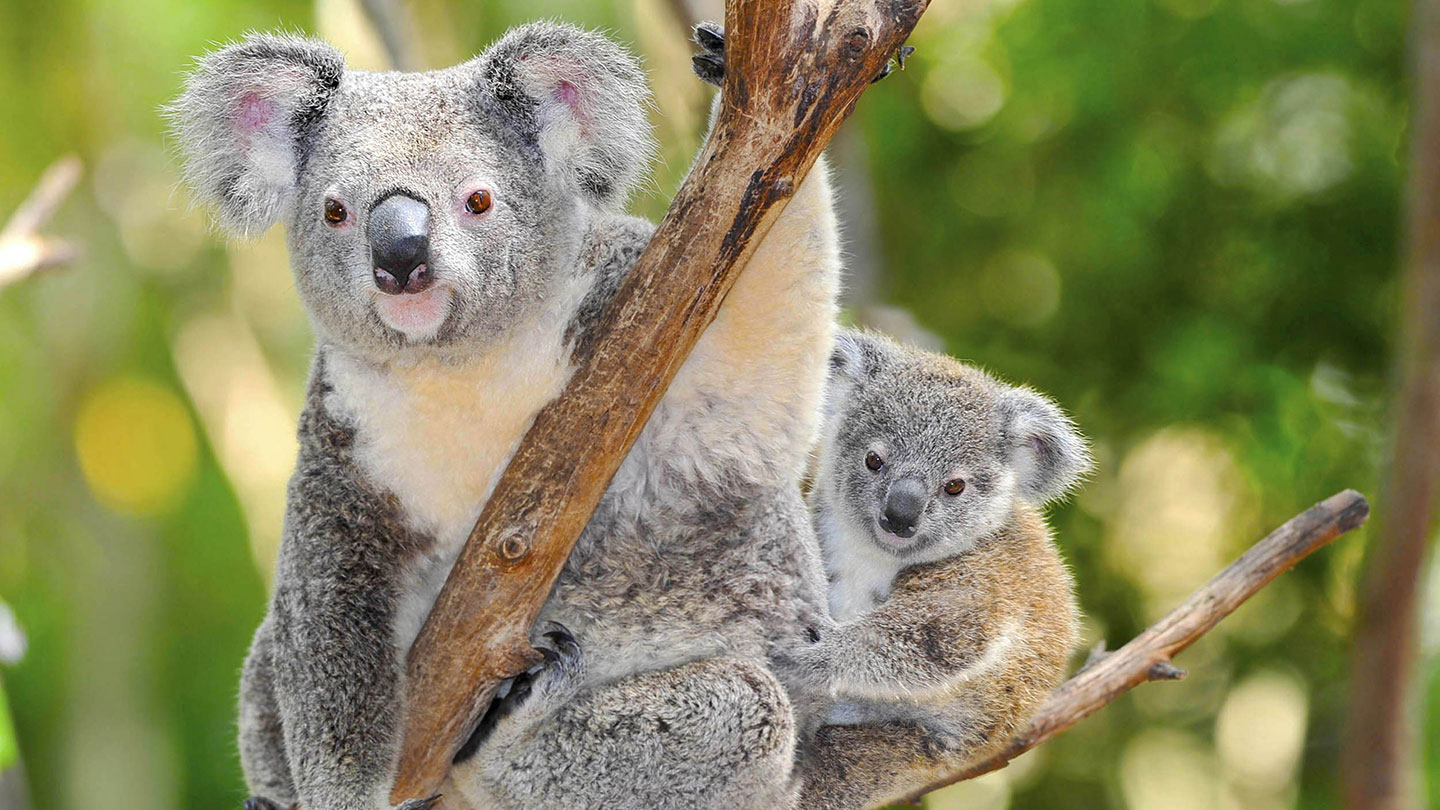 Australia Zoo