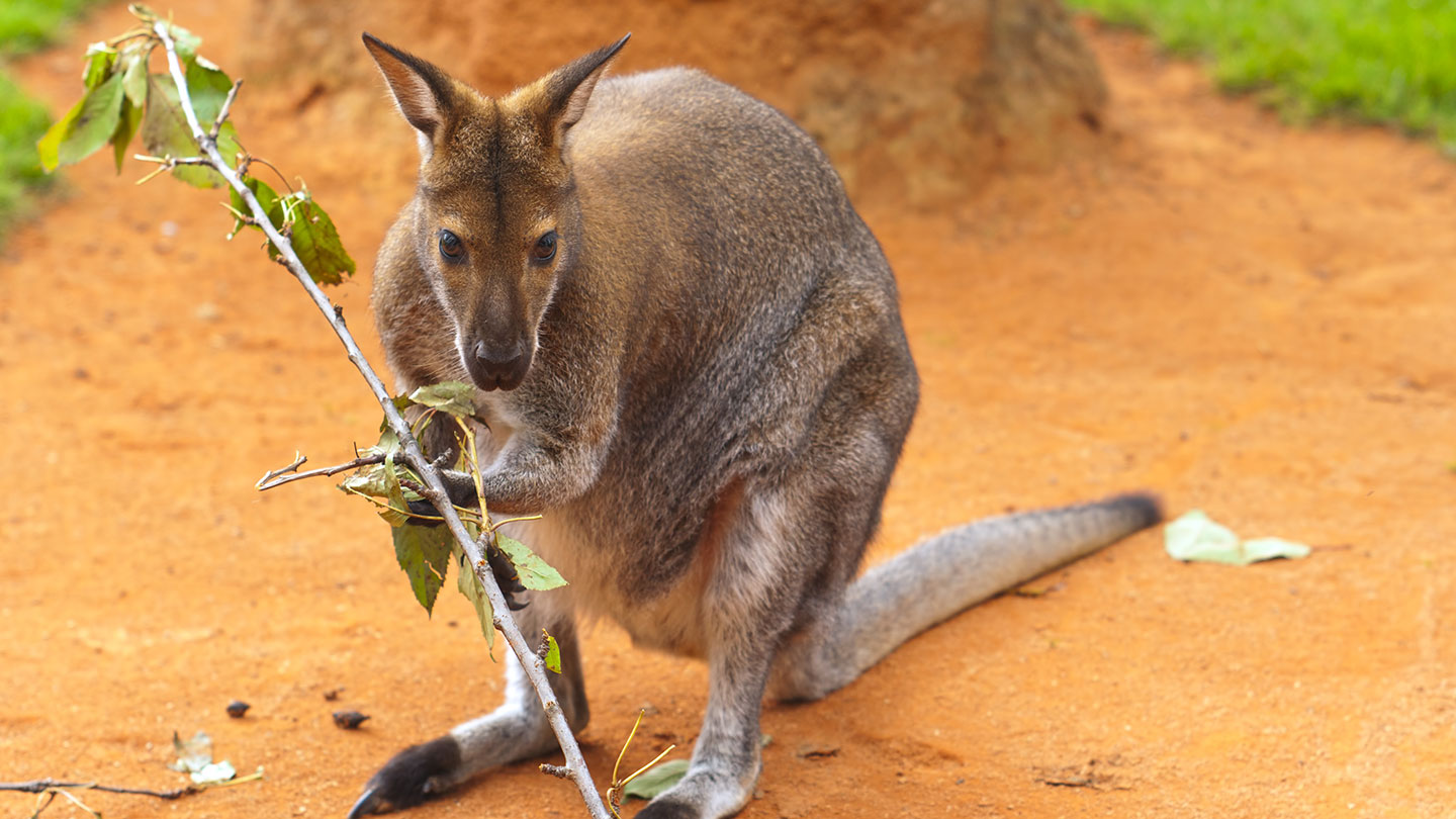 Featherdale Wildlife Park