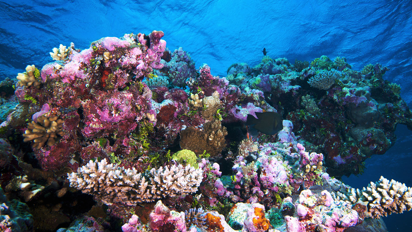 Great Barrier Reef