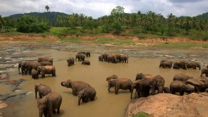 Millennium Elephant Foundation