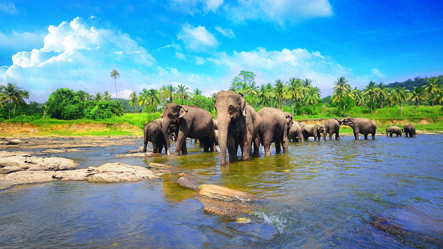 Elephants cross through water in Sri Lanka