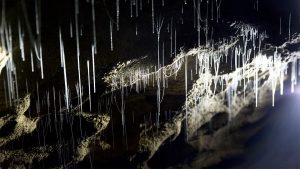 Glowworm Caves