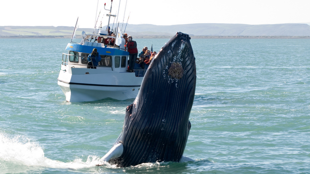 Whale watching