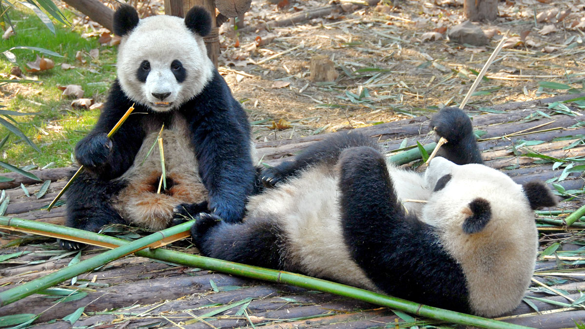 chengdu panda