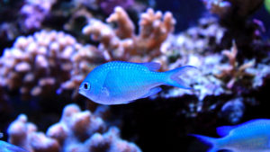Blue Reef Aquarium