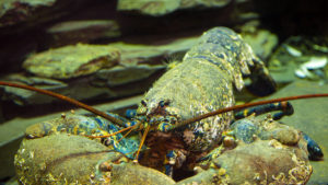 National Lobster Hatchery