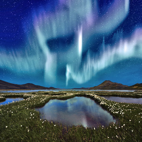 The Northern Light over the marsh landscape with wildflowers in Landmannarlaugar, Iceland