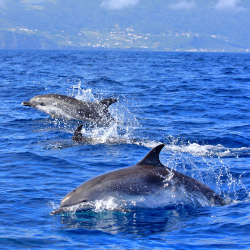 Dolphins the Azores