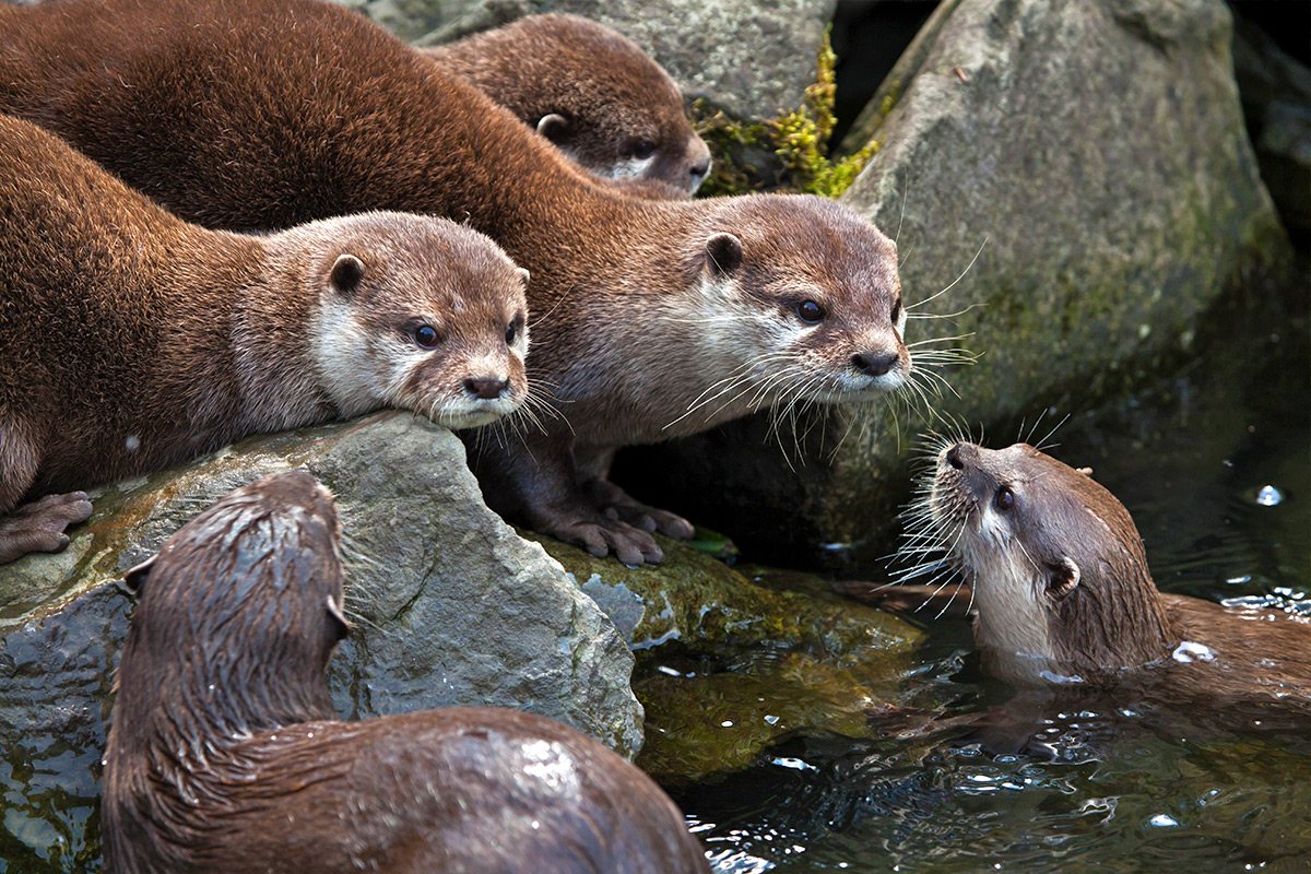 Asian short-clawed otters atop rocks at London Wetland Centre
