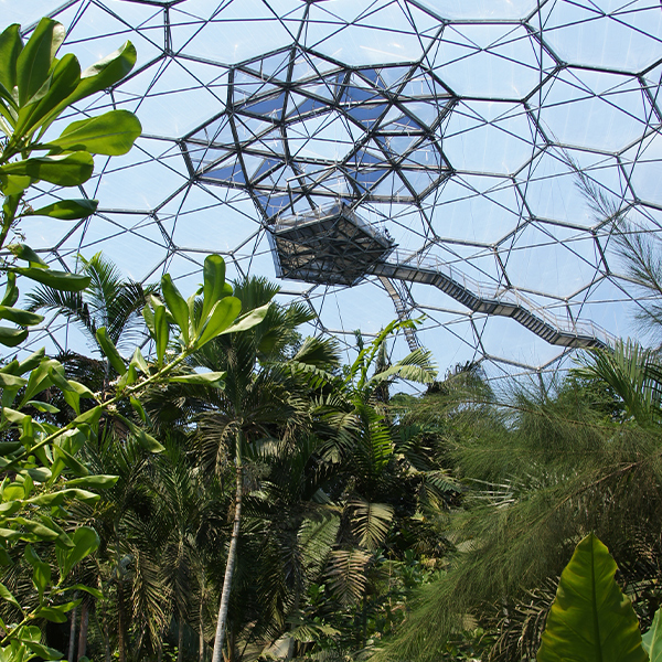 A view from inside the Rainforest Biome at The Eden Project