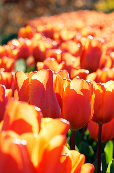 A field of red tulips at The Eden Project gardens