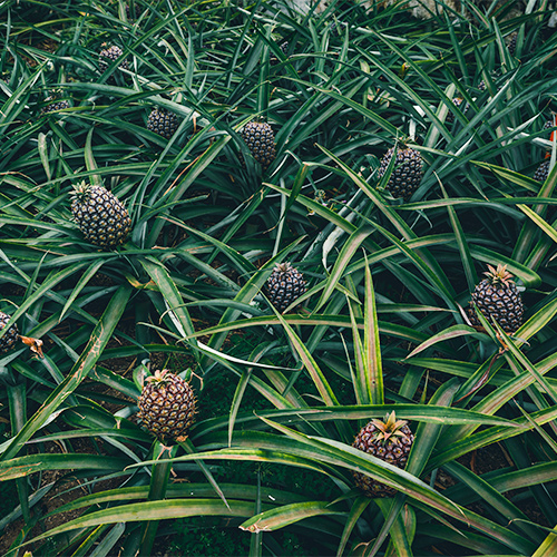 A bed of pineapples.