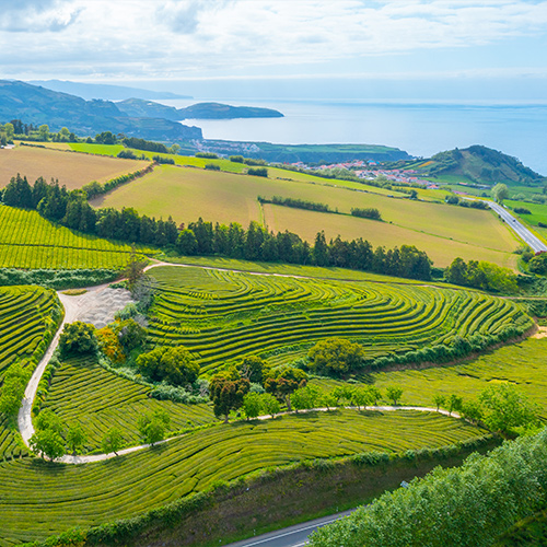 Green slopes, with the Atlantic sea in the background, of the Gorreana Tea Plantation, on the Azores.