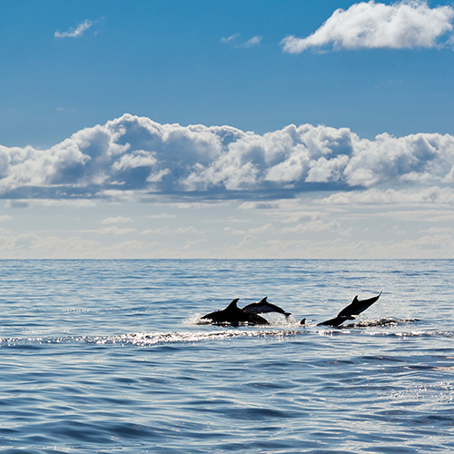 Dolphins jump out the sea.