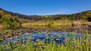 Astroni volcanic crater with a lake as the landscape