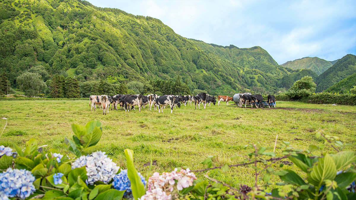 A big group of cows, with green rolling mountains behind them and baby blue hydrangeas in the foreground, graze on the island of Sao Miguel in the Azores.
