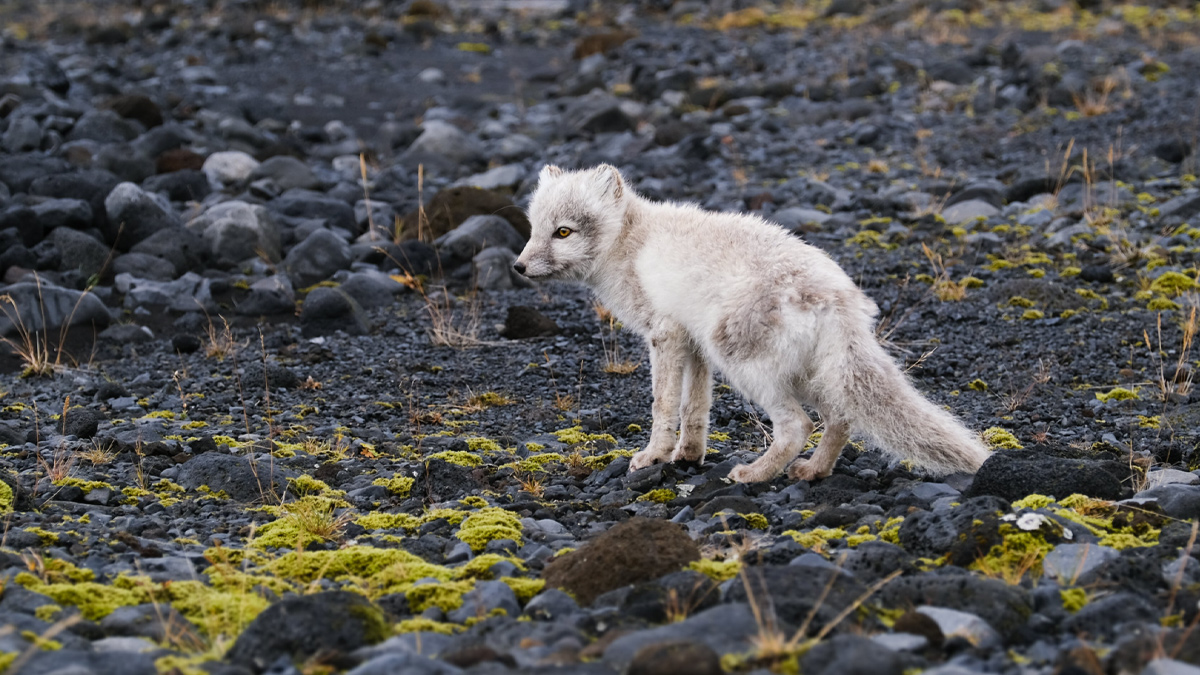 An Artic fox looks off camera surrounded by black rock, with a little vegetation in the foreground.