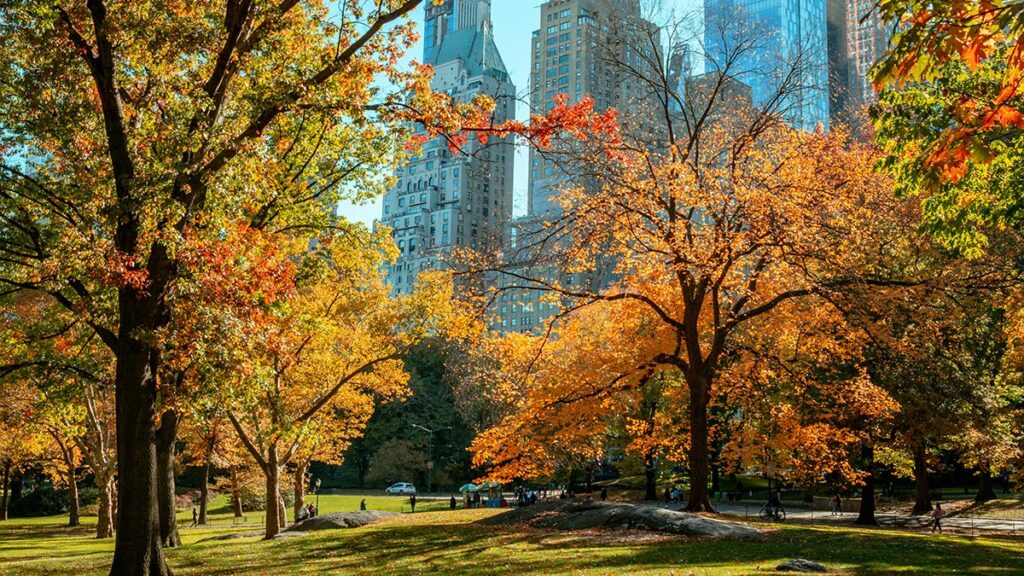 A view from New York Central Park