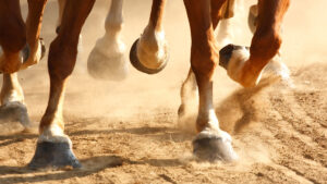 Close-up of several horse hooves galloping on a dirt track, kicking up dust.