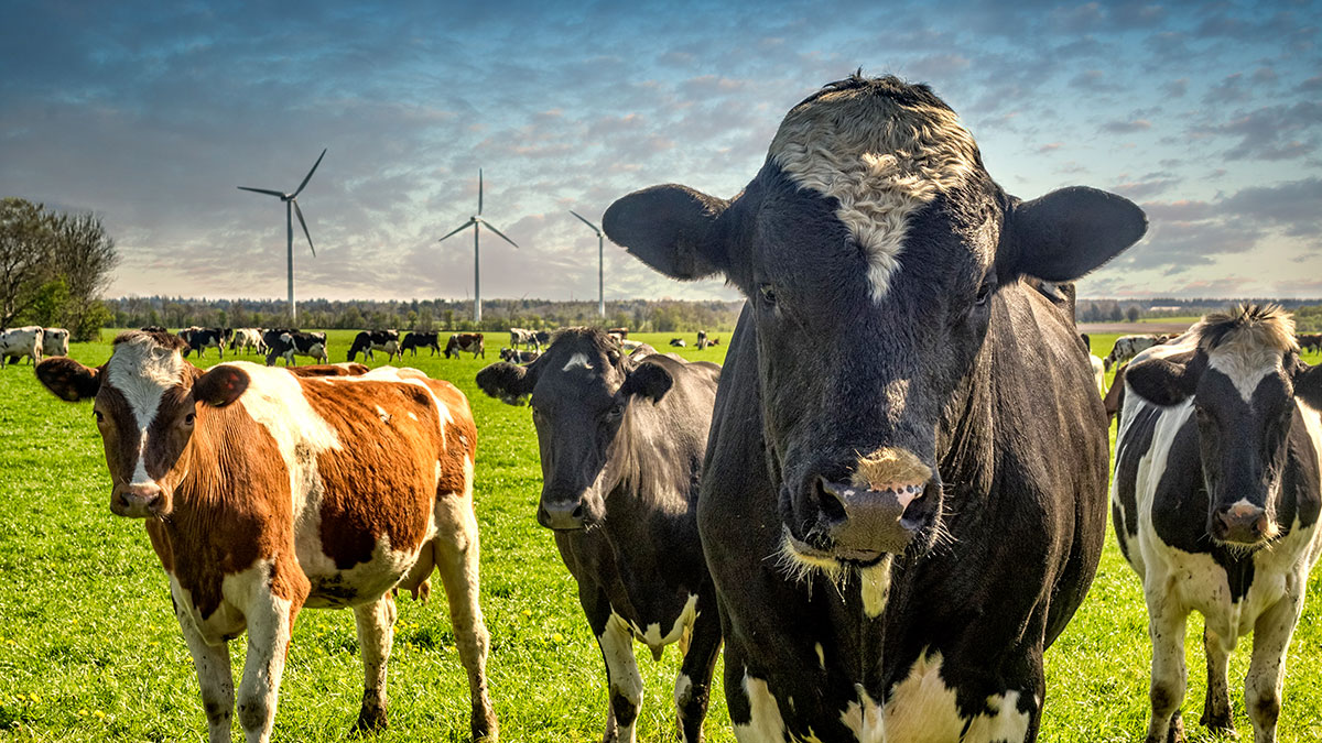 Cows grazing on a green lush meadow in Denmark