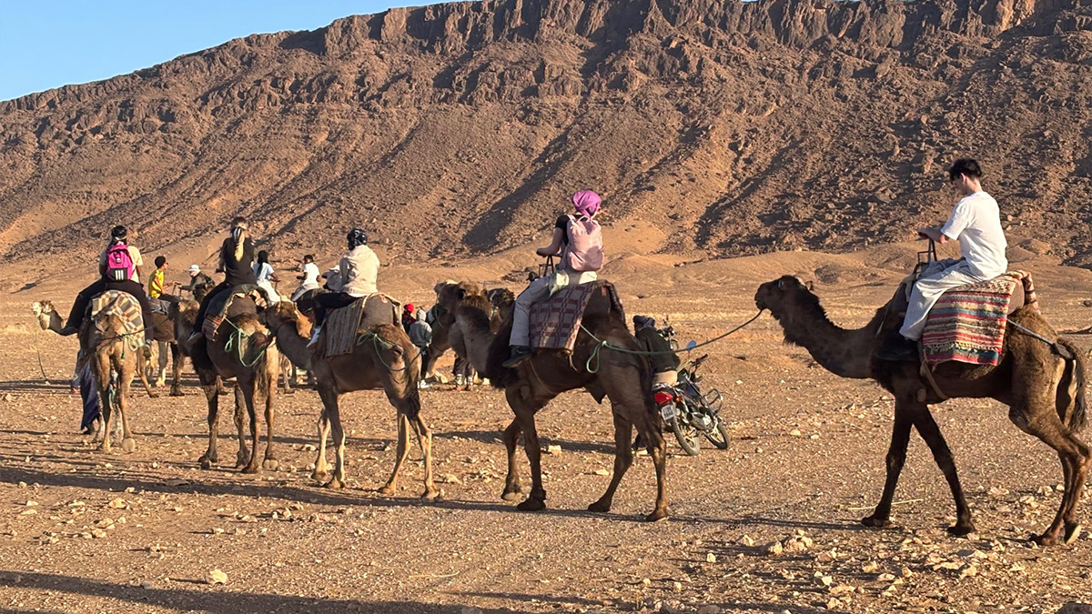 Students riding camels in Morocco