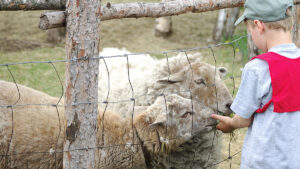 A boy in red school bib feeds two sheep through a fence at petting zoo on a on class field trip.